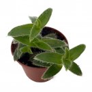 Kitten Ears Plant Cyanotis Somaliensis 2.5 inch Pot
