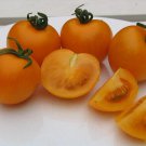 Sungold Tomato Plant Super Sweet 4 inch Pot