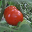 Stupice Tomato Plant Very Early Exceptional Taste 2.5 inch Pot