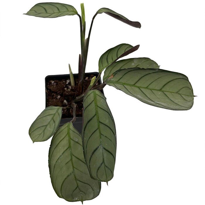 Never Never Peacock Plant Ctenanthe Burle Marxii Amagris 2.5 inch Pot