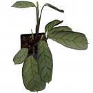 Never Never Peacock Plant Ctenanthe Burle Marxii Amagris 2.5 inch Pot