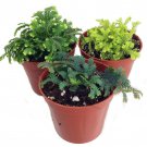 3 Club Moss Plants Selaginella Terrariums Fairy Gardens 2 inch Pots
