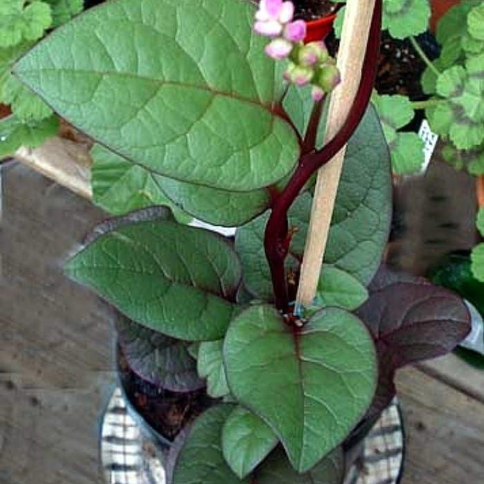 Malabar Red Spinach Plant 2.5 inch Pot Fresh Spinach Year Round Indoors