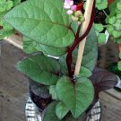 Malabar Red Spinach Plant 2.5 inch Pot Fresh Spinach Year Round Indoors