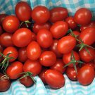 Moby Grape Tomato Plant Distinctively Sweet 2.5 inch Pot