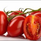 Roma Tomato Plant 2.5 inch Pot Superior Paste Tomato Meaty