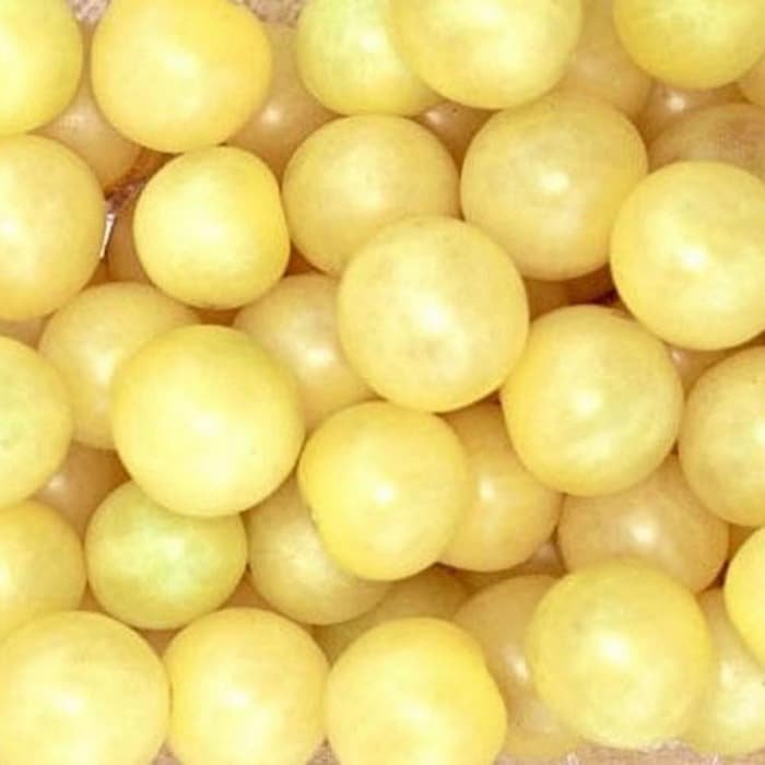 Snow White Cherry Tomato Plant 2.5 inch Pot Very Sweet