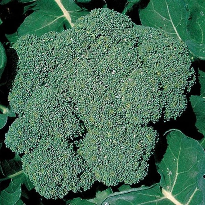 Crop Broccoli Plant 2.5 inch Pot Heavy Yields Great Taste