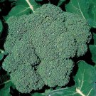 Crop Broccoli Plant 2.5 inch Pot Heavy Yields Great Taste