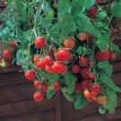 Tumbling Tom Red Cherry Tomato Plant 2.5 inch Pot Great In Baskets Or Pots