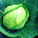 Early Flat Dutch Cabbage Plant 2.5 inch Pot