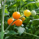 Sunsugar Tomato Plant Sweetest Tomato In The World 2.5 inch Pot
