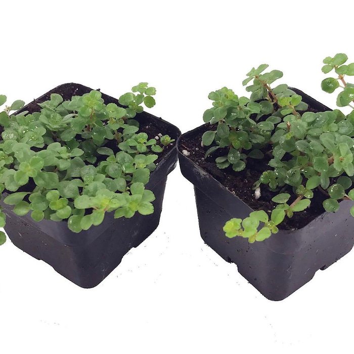 Large Leaf Baby Tears Pilea Depressa 2 Plants 3 inch Pots
