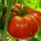 Monster Tomato Plant 2.5 inch Pot The Whopper Huge Fruit