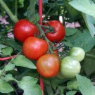 Fourth Of July Tomato Plant Ripens In 44 Days 2.5 inch Pot