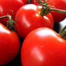 Creole Tomato Plant Louisiana Some Like It Hot 2.5 inch Pot