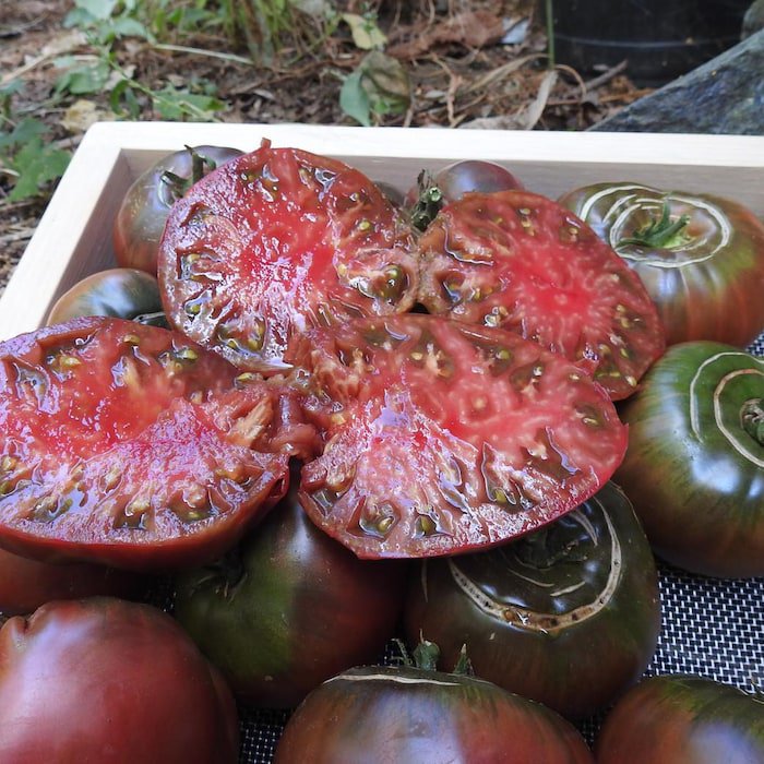 Black Krim Tomato Plant 2.5 inch Pot Delicate Skin Full Flavor Heirloom