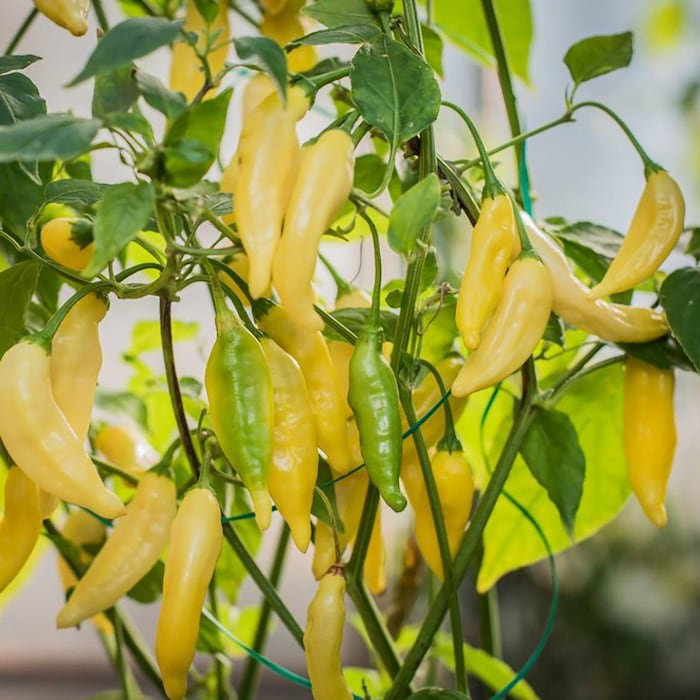 Lemon Drop Hot Pepper Plant 2.5 inch Pot Citrusy Heat