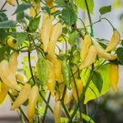 Lemon Drop Hot Pepper Plant 2.5 inch Pot Citrusy Heat