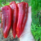 Giant Marconi Pepper Plant Italian Sweet Red 2.5 inch Pot