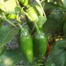 Mucho Nacho Jalapeno Pepper Plant 2.5 inch Pot