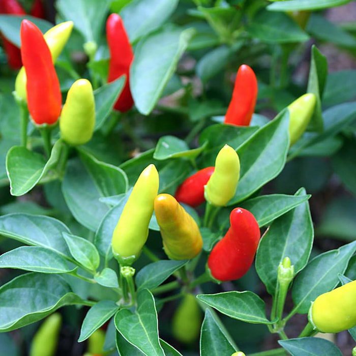 Super Chili Pepper Plant Early Hot 2.5 inch Pot