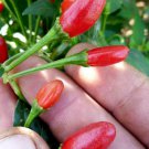Chiltepin Tepin Pepper Plant Hottest Small Pepper Bird Pepper 2.5 inch Pot