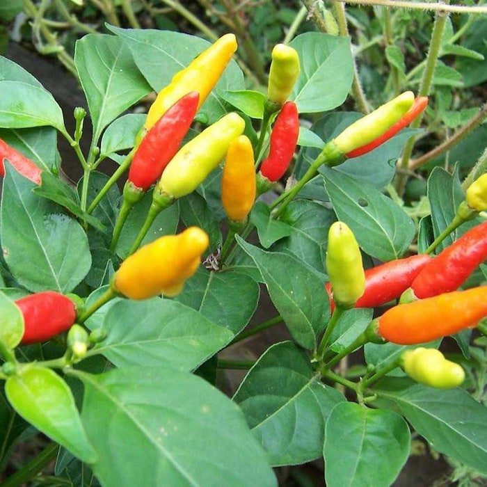 Tabasco Pepper Plant 2.5 inch Pot Make Your Own Hot Sauce