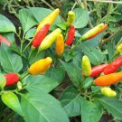 Tabasco Pepper Plant 2.5 inch Pot Make Your Own Hot Sauce
