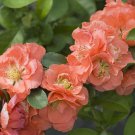Double Take Chaenomeles Peach 4 inch Pot Flowering Quince Proven Winners