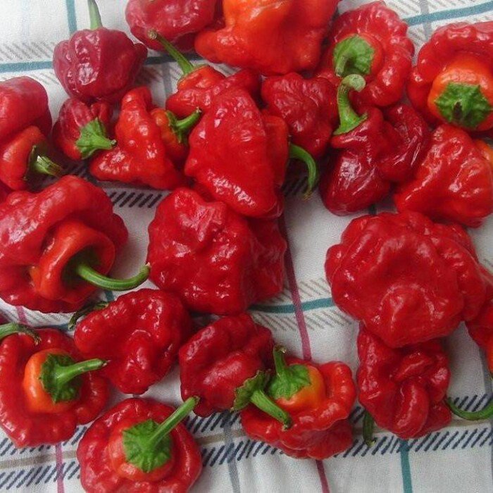 Jamaican Red Scotch Bonnet Hot Pepper Plant 2.5 inch Pot