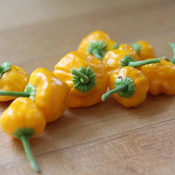 Jamaican Yellow Scotch Bonnet Hot Pepper Plant 2.5 inch Pot