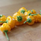 Jamaican Yellow Scotch Bonnet Hot Pepper Plant 2.5 inch Pot