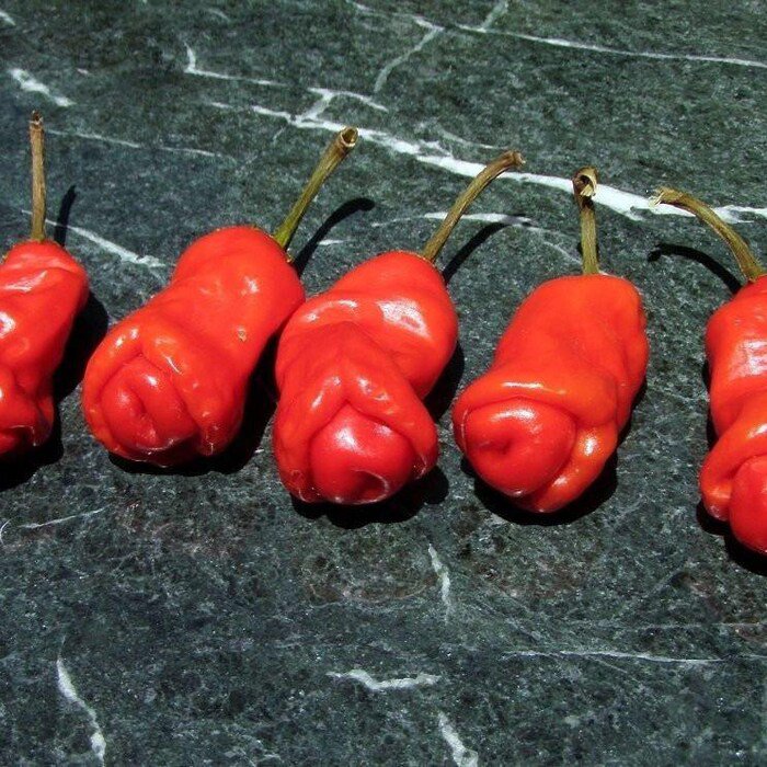 Hot Peter Pepper Plant Too Hot To Handle 2.5 inch Pot