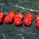 Hot Peter Pepper Plant Too Hot To Handle 2.5 inch Pot