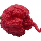 Carolina Reaper Pepper Plant 2.5 inch Pot Hottest Pepper In The Universe