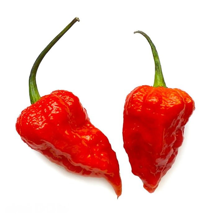 Bhut Jolokia Chile Pepper Plant Ghost Pepper 2.5 inch Pot