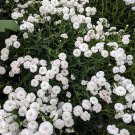 Peter Cottontail Yarrow Achillea Ptarmica Sun Lover 4 inch Pot