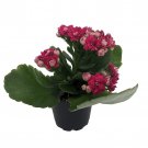 Purple Magenta Calandiva 2.5 inch Pot Budded Kalanchoe Double Purple Blooms