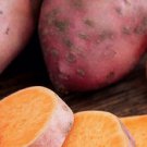 Bayou Belle Sweet Potato #1 Seed Tuber New