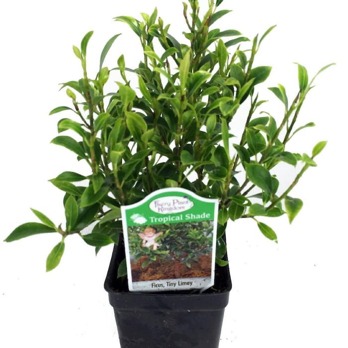Tiny Limey Weeping Fig Ficus 2.5 inch Pot House Plant Or Bonsai