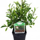 Tiny Limey Weeping Fig Ficus 2.5 inch Pot House Plant Or Bonsai