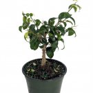 Too Little Weeping Fig Ficus Benjamina 4 inch Pot House Plant Bonsai