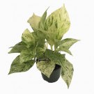 Marble Queen Devils Ivy Pothos Epipremnum 4 inch Pot
