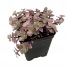 Pink Panther Bolivian Jewel Callisia Repens 2.5 inch Pot