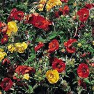 Fireball Perennial Cinquefoil Potentilla Atrosanguinea 4 inch Pot