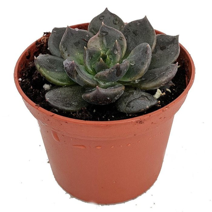 Black Prince Succulent Echeveria 2.5 inch Pot