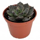 Black Prince Succulent Echeveria 2.5 inch Pot