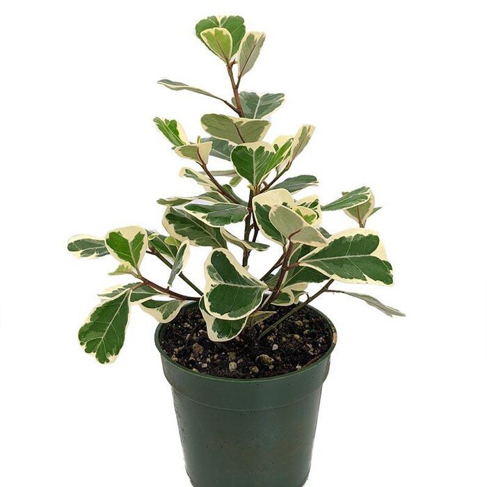 Rare Variegated Triangle Weeping Fig Ficus Triangularis Variegata 4 inch Pot