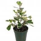 Rare Variegated Triangle Weeping Fig Ficus Triangularis Variegata 4 inch Pot